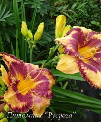 Лилейник "Alexander Hay" (Hemerocallis)