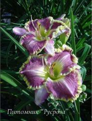 Лилейник "Bestseller" (Hemerocallis)