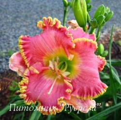 Лилейник "Diva's Choice" (Hemerocallis)