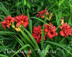 Лилейник "Double Firecracker" (Hemerocallis)