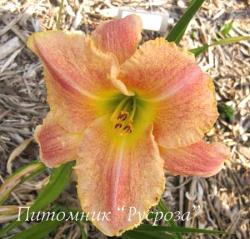 Лилейник "Gamma Quadrant" (Hemerocallis)