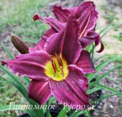 Лилейник "Grape Velvet" (Hemerocallis)