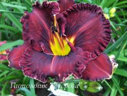 Лилейник "Purplelicious" (Hemerocallis)