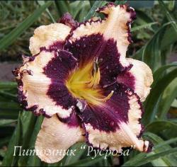 Лилейник "Sabine Baur" (Hemerocallis)