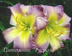 Лилейник "Regency Heights" (Hemerocallis)