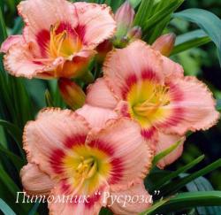 Лилейник "Strawberry Candy" (Hemerocallis)