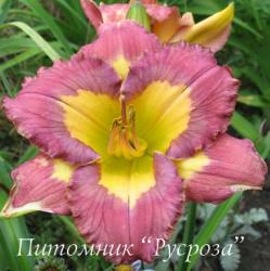 Лилейник "Chinese Incantation" (Hemerocallis)