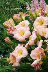 Лилейник "Barbara Mitchell" (Hemerocallis)