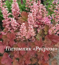 Гейхера "Pink Pearls" (Heuchera hybride)