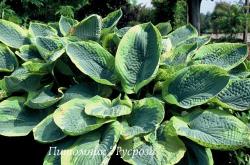 Хоста Зибольда "Frances Williams" (Hosta sieboldiana)