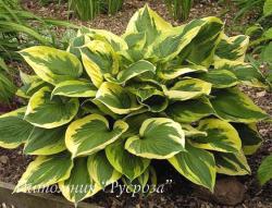 Хоста "Anne" (Hosta)