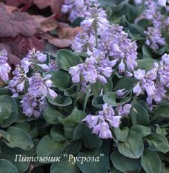 Хоста "Blue mouse ears" (Hosta)