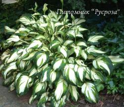 Хоста волнистая Mediovariegata (Hosta undulata mediovariegata)