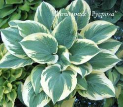 Хоста "Band of Gold" (Hosta)