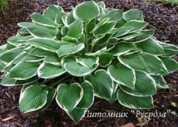 Хоста "Francee" (Hosta)