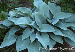 Хоста "Halcyon" (Hosta)