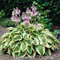 Хоста "Wide Brim" (Hosta)