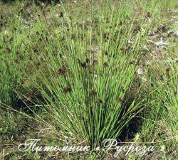 Ситник развесистый (Juncus effusus)