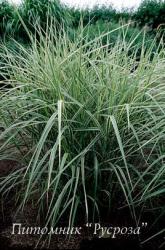 Мискантус китайский Variegatus (Miscanthus sinensis)