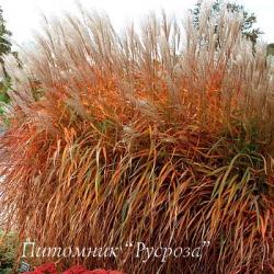 Мискантус китайский Purpurascens (Miscanthus sinensis)