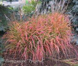 Мискантус китайский "Purple Fall" (Miscanthus sinensis)