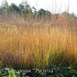 Молиния голубая "Heidebraut" (Molinia caerulea)