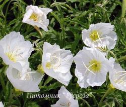 Энотера красивая Alba (Oenothera speciosa)