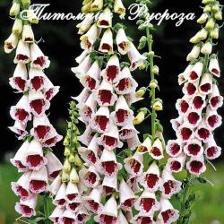 Наперстянка "Pam's Choice" (Digitalis)