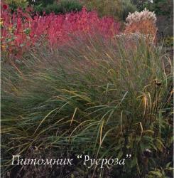 Просо прутьевидное "Squaw" (Panicum virgatum)