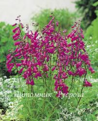 Пенстемон Хартвега "Polaris Pink" (Penstemon hartwegii)