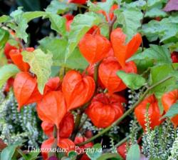 Физалис Франше (Physalis francheti)