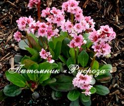 Бадан "Pink Dragonfly" (Bergenia hybrida)