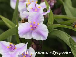 Традесканция "Pink Chablis" (Tradescantia)