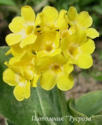 Примула ушковая (Primula auricula)