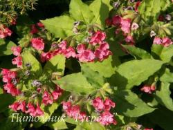 Медуница красная "Redstart" (Pulmonaria rubra)