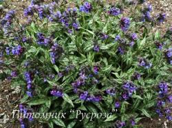 Медуница длиннолистная "Cevennensis" (Pulmonaria longifolia)