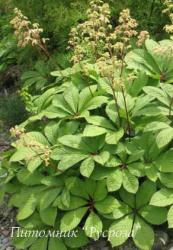 Роджерсия перистая (Rodgersia pinnata)