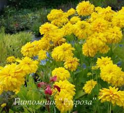 Рудбекия рассеченная "Goldquelle" (Rudbeckia laciniata)