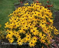 Рудбекия блестящая "Goldsturm" (Rudbeckia fulgida)