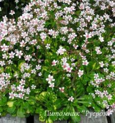 Камнеломка тенистая variegata (Saxifraga urbium)