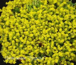 Очиток едкий "Yellow Queen" (Sedum acre)