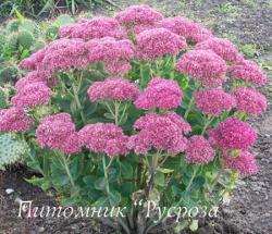 Очиток "Munstead Dark Red" (Sedum)