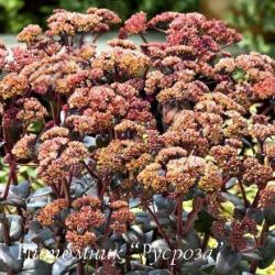 Очиток "Orange Xenox" (Sedum)