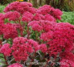 Очиток "Thunderhead" (Sedum telephium)