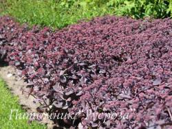 Очиток "Karfunkelstein" (Sedum telephium)