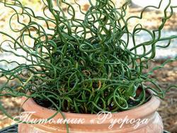 Ситник развесистый "Spiralis" (Juncus effusus)