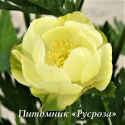 Купальница "New Moon" (Trollius)