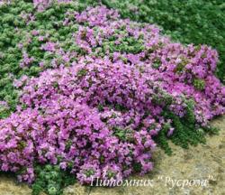 Тимьян ранний "Pseudolanuginosus" (Thymus praecox)