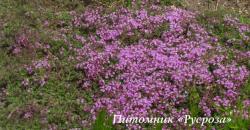 Тимьян ранний "Minor" (Thymus praecox)