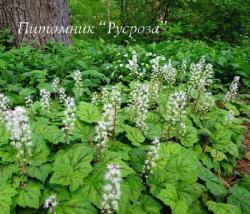 Тиарелла сердцелистная (Tiarella cordifolia)